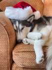 Alaskan Husky sleeping in a Santa hat. Art Print